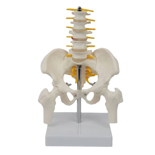 Modell der mittleren Lendenwirbelsäule mit Becken- und Beinknochen - So ist Leben