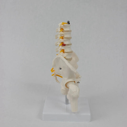Modell der mittleren Lendenwirbelsäule mit Becken- und Beinknochen - So ist Leben